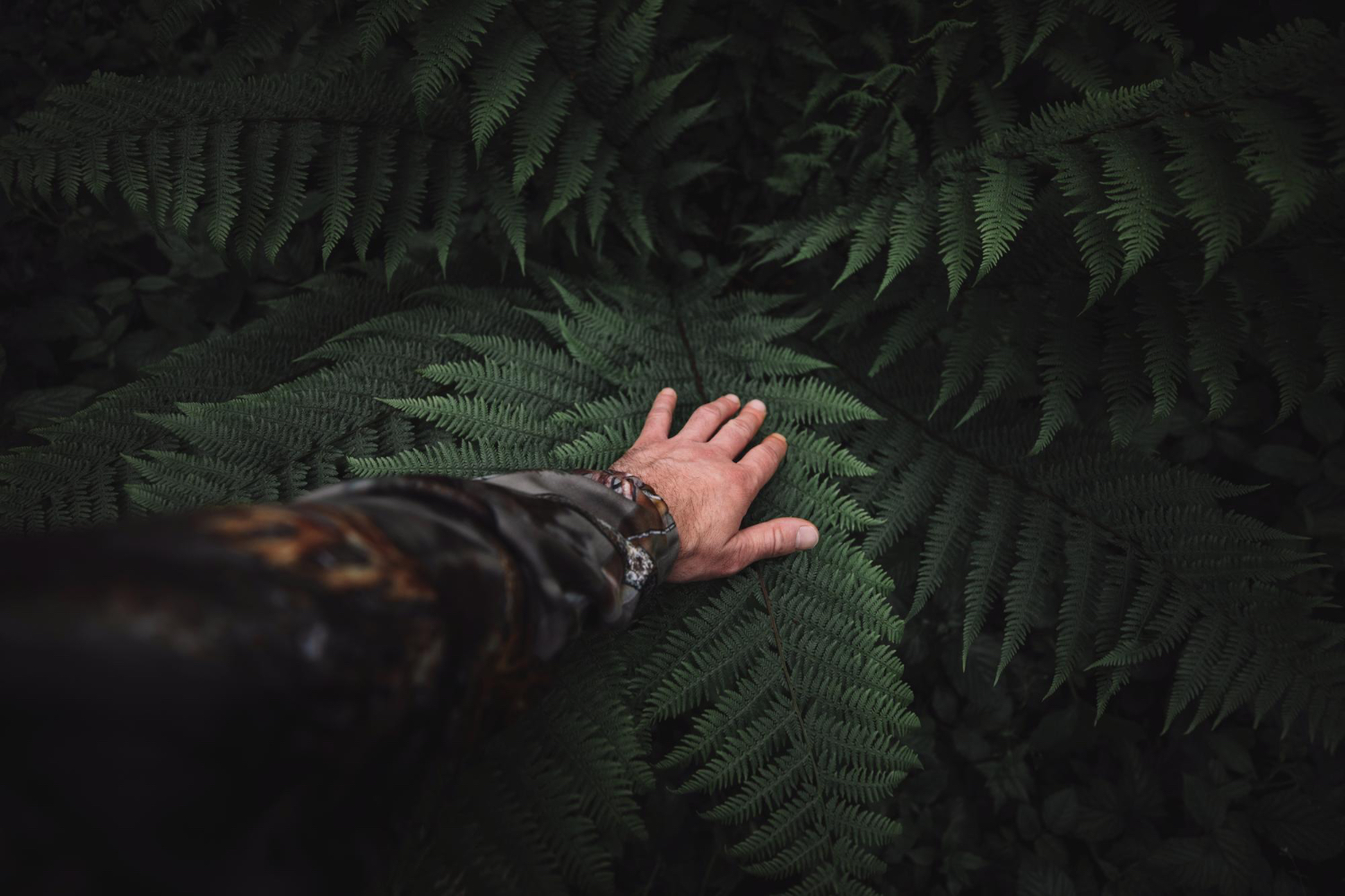 8K forest footage